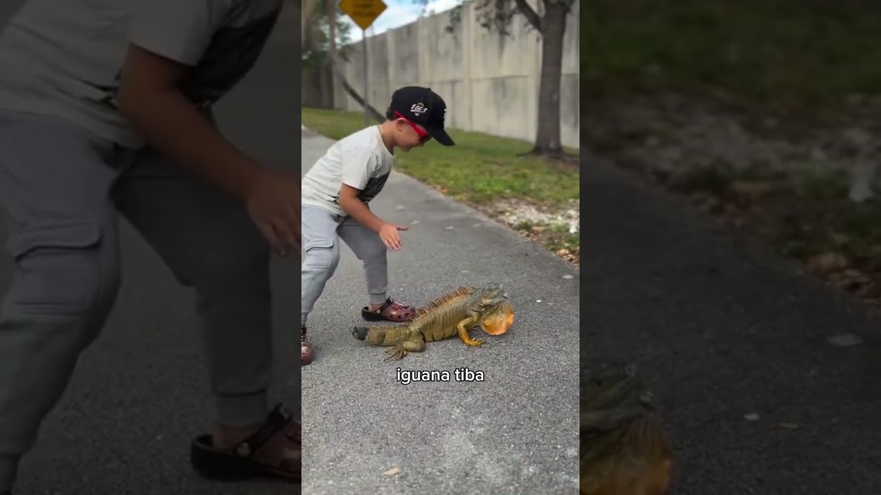 Penangkap Iguana Ini Bikin Semua Kagum 🦎