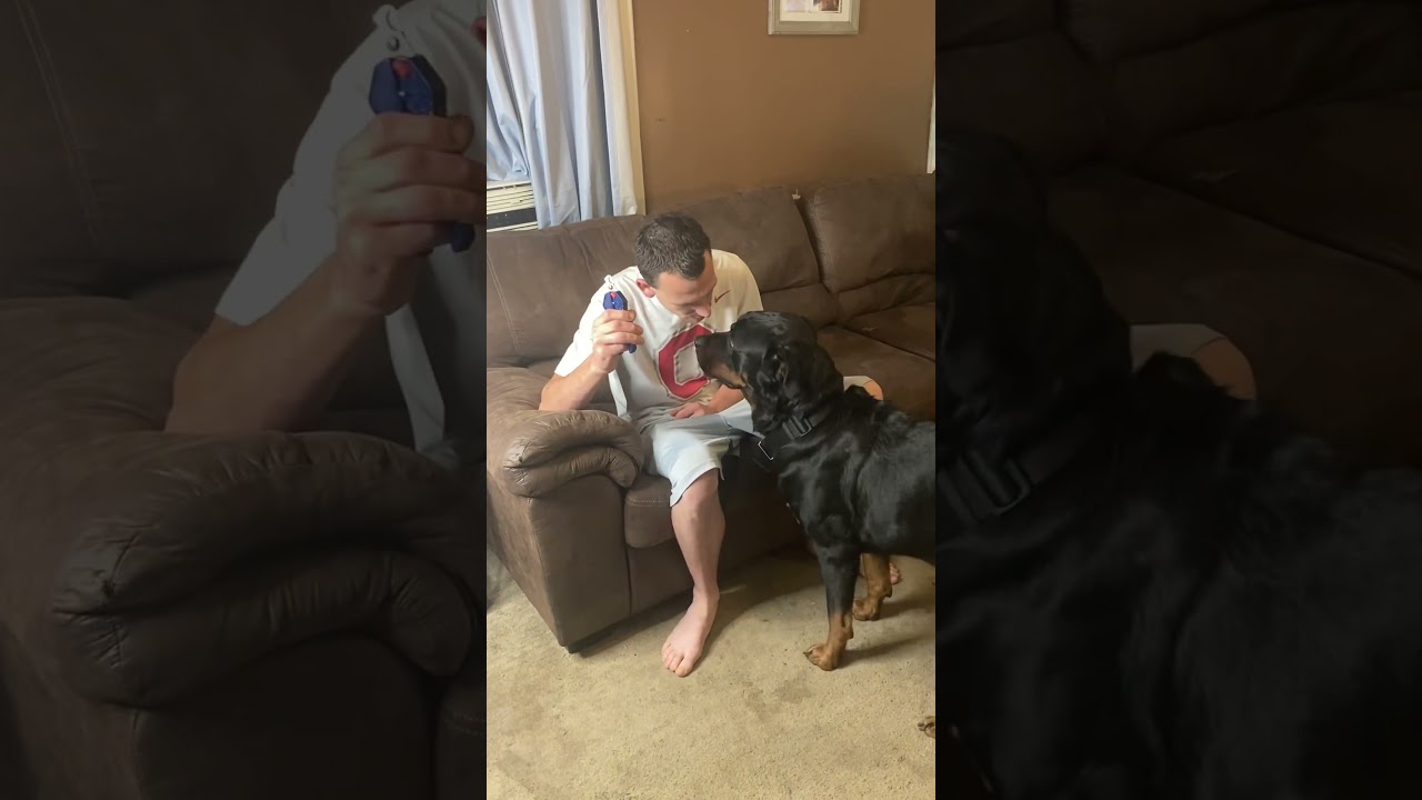 I have to show him who’s boss #fyp #rottierumble #dogsof TikTok #rottweiler #funny #bear #dogs