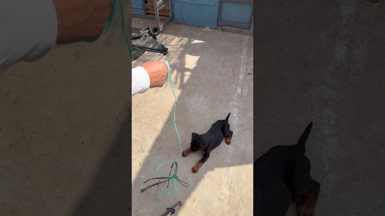 خرجت الطاقه الي جواه علشان ياكل 🥹