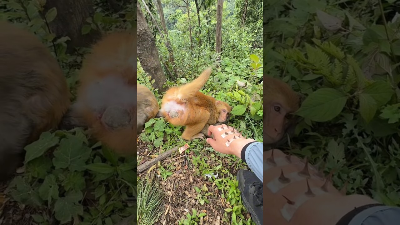 Careful Monkey Hero Rescues Like a Pro 🐒❤️ | Cute Monkey Daily Life