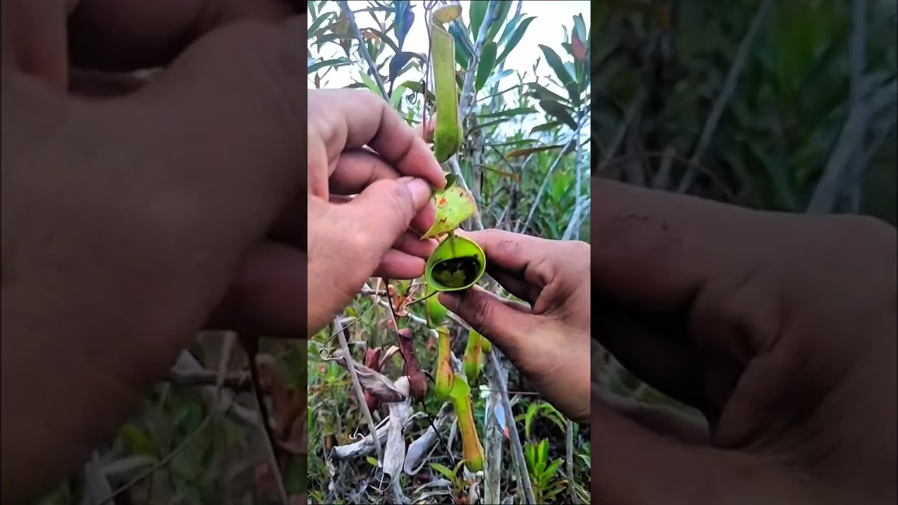 Rescuing a trapped little bird.
