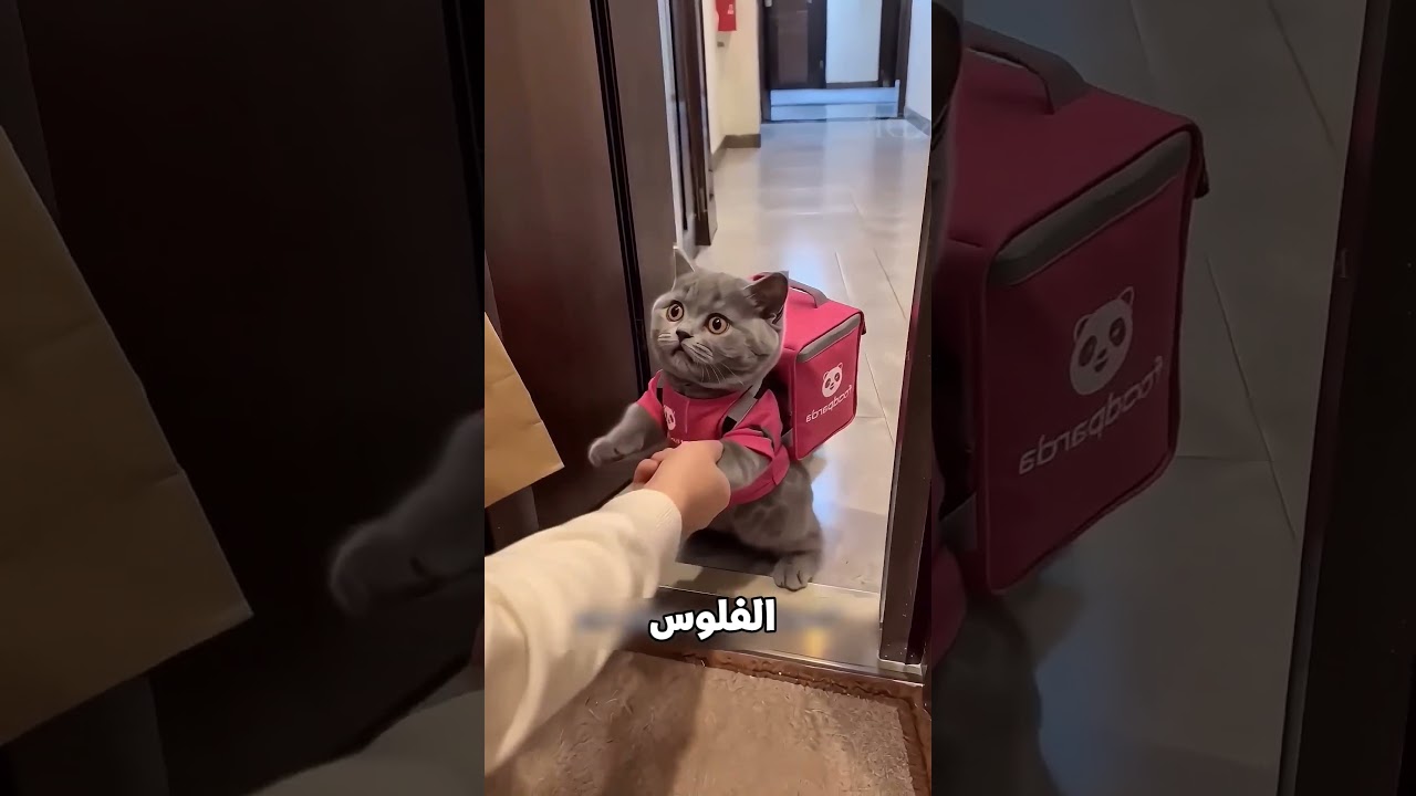 😹 دخل ياخد فلوس الدليفري.. وخرج مصدوم!