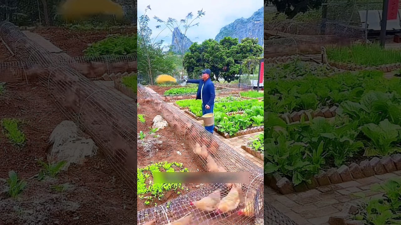 Smart Chicken Farming 😳 Tunnel System That Changed Everything!