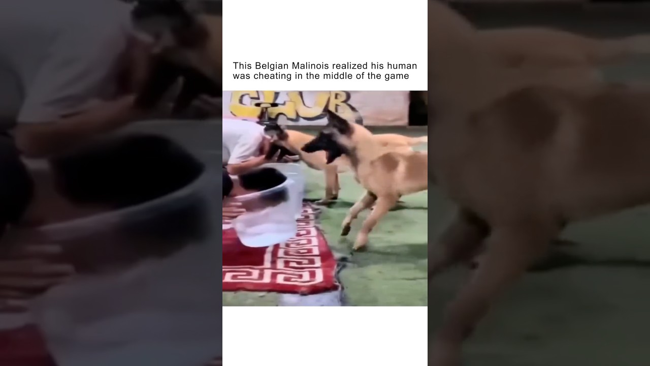 This Belgian Malinois Is Too Smart to Be Fooled! 🧠❌