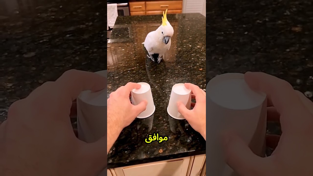 أنا هخبي المانجا هنا، ولو عرفت هي فين هتاخدها😱🥭👀