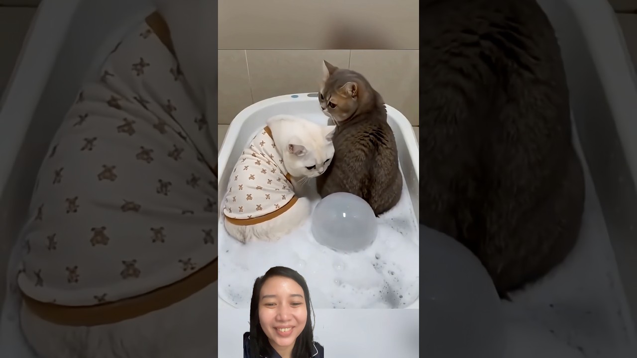 Ternyata kentut juga si kucing ini #shortvideos #catshorts #shortfunny