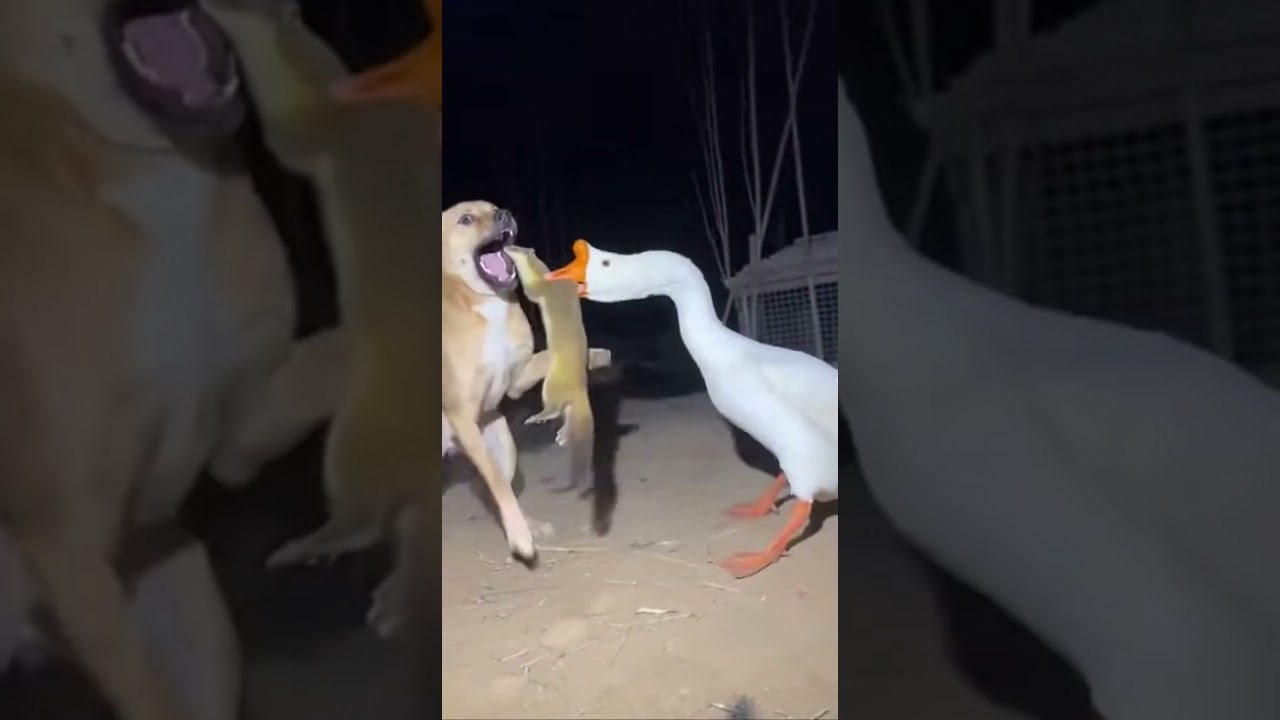 Everyone has a nemesis🙈#weasel #surveillance