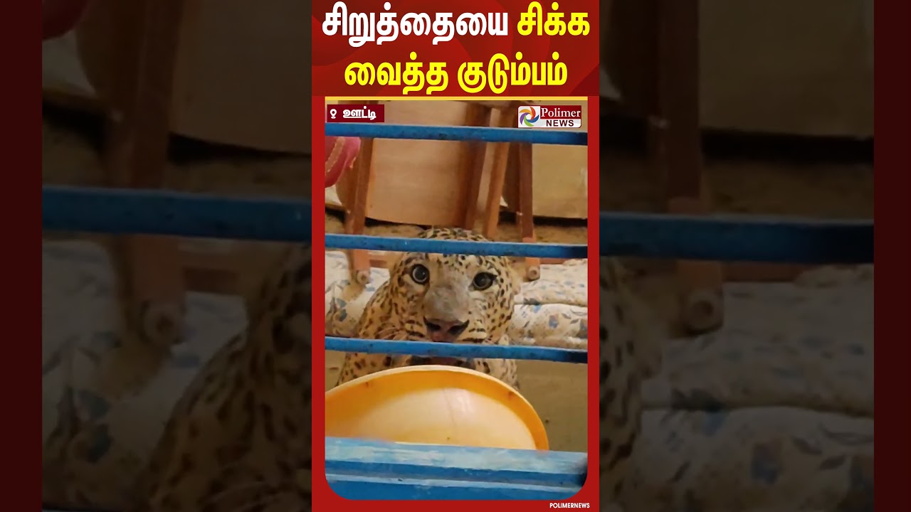 சிறுத்தையை சிக்க வைத்த குடும்பம்.. சீறி பாய்ந்து பயமுறுத்திய காட்சி.. #shorts