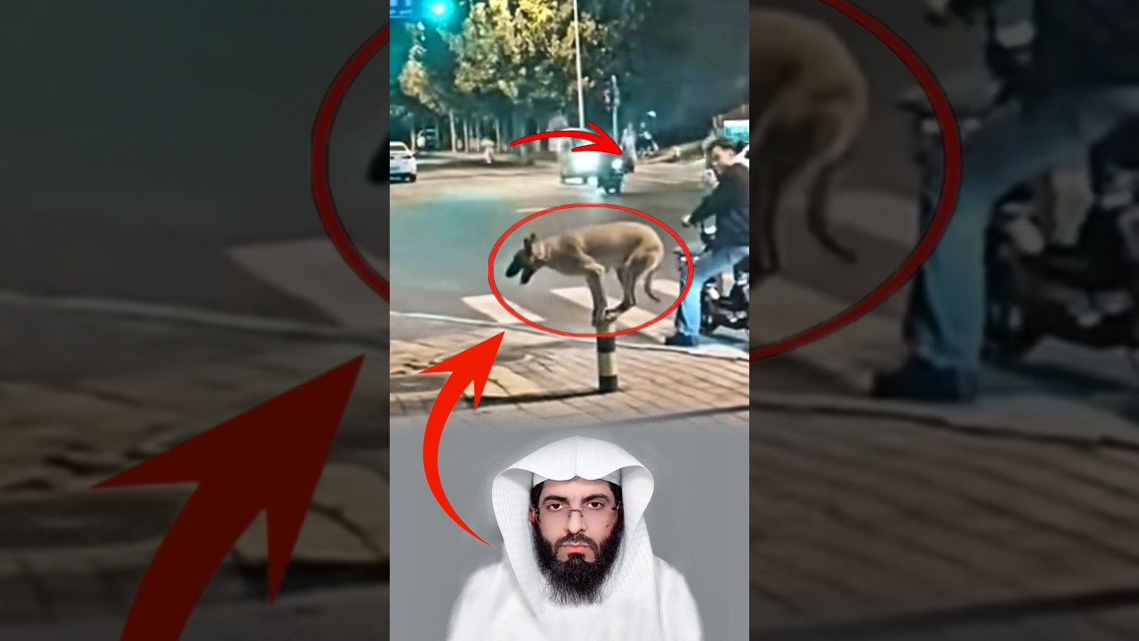 "The dog that amazed everyone!"😱👍🏻#like #fyp #viral #trending #shorts