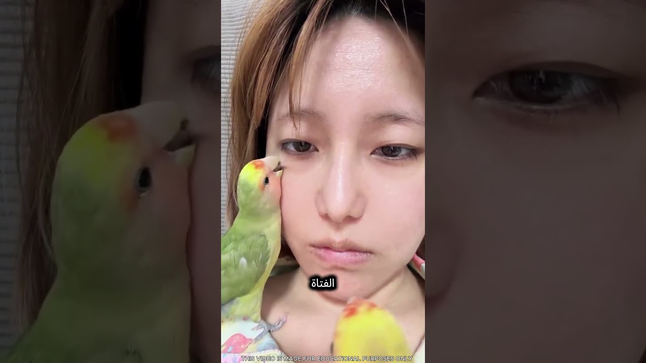 ببغاءان توليا وظيفة الطبيب 😍🦜