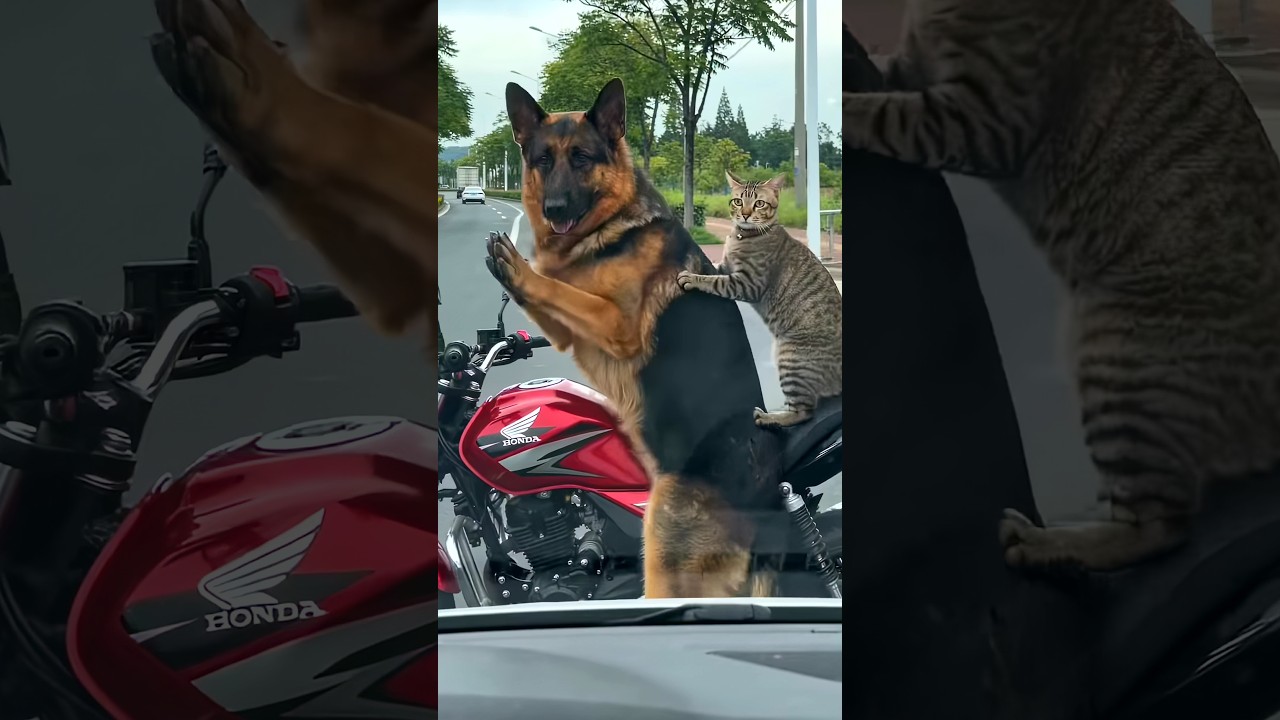 Oh My God😰Wait for end😳 He protected his best friend 🐶🐱