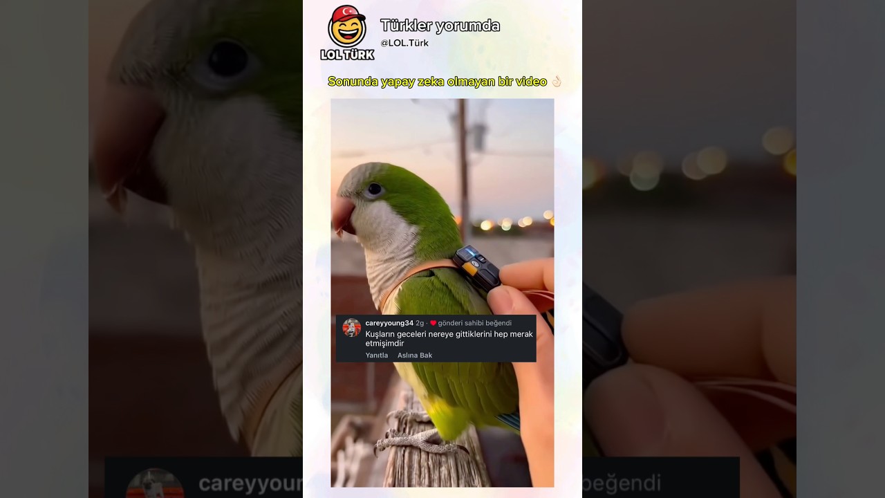 Kuşlar akşamları ne yapar 😃 #shorts #yapayzeka