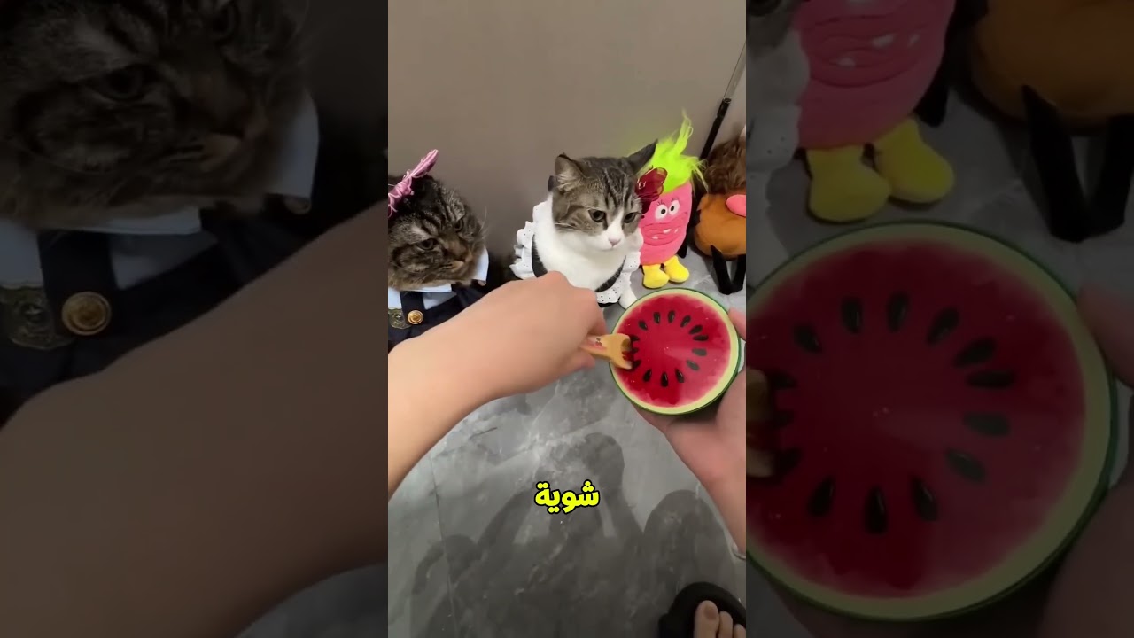 يا ملكة القطط كلي دي بسرعه😁