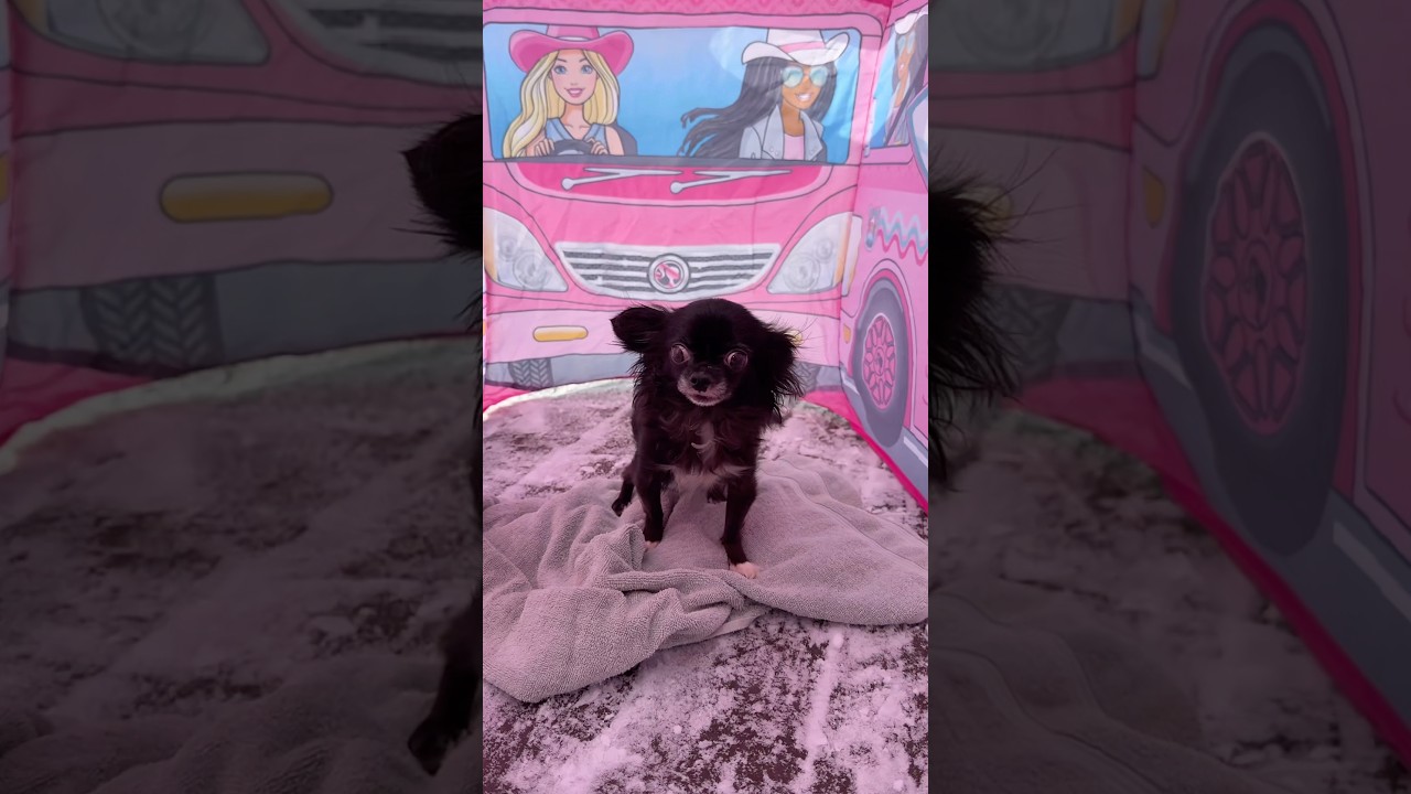 BARBIE TENT FLYING PUDDIN 😱❤️ - Published by Josh puddin & Dozer