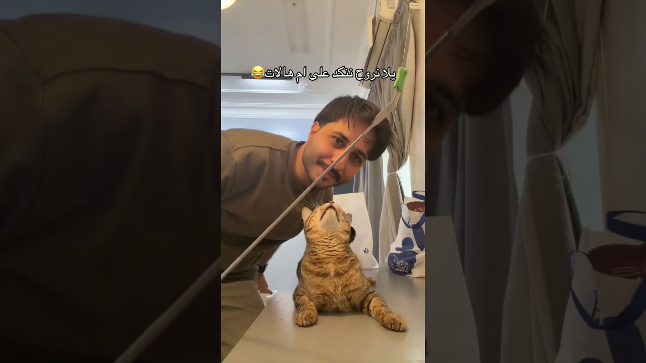 #cat #هتضحك #قطط #كوميديات #اكسبلور #funny #funnycat #ضحك