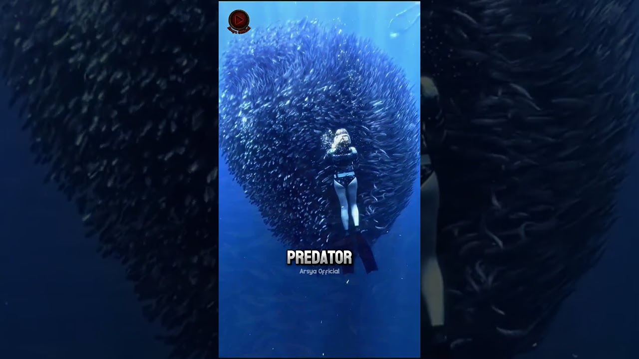 Jangan Pernah Lompat ke Area Gelap Saat di Laut ⁉️😱