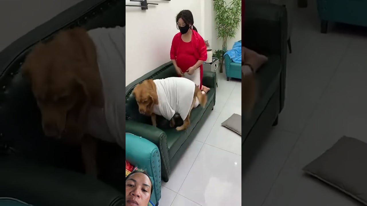 #funny #dog #pets #retreiver #goldenretreivers #comedy #cute #cat #shorts #shortvideo #short