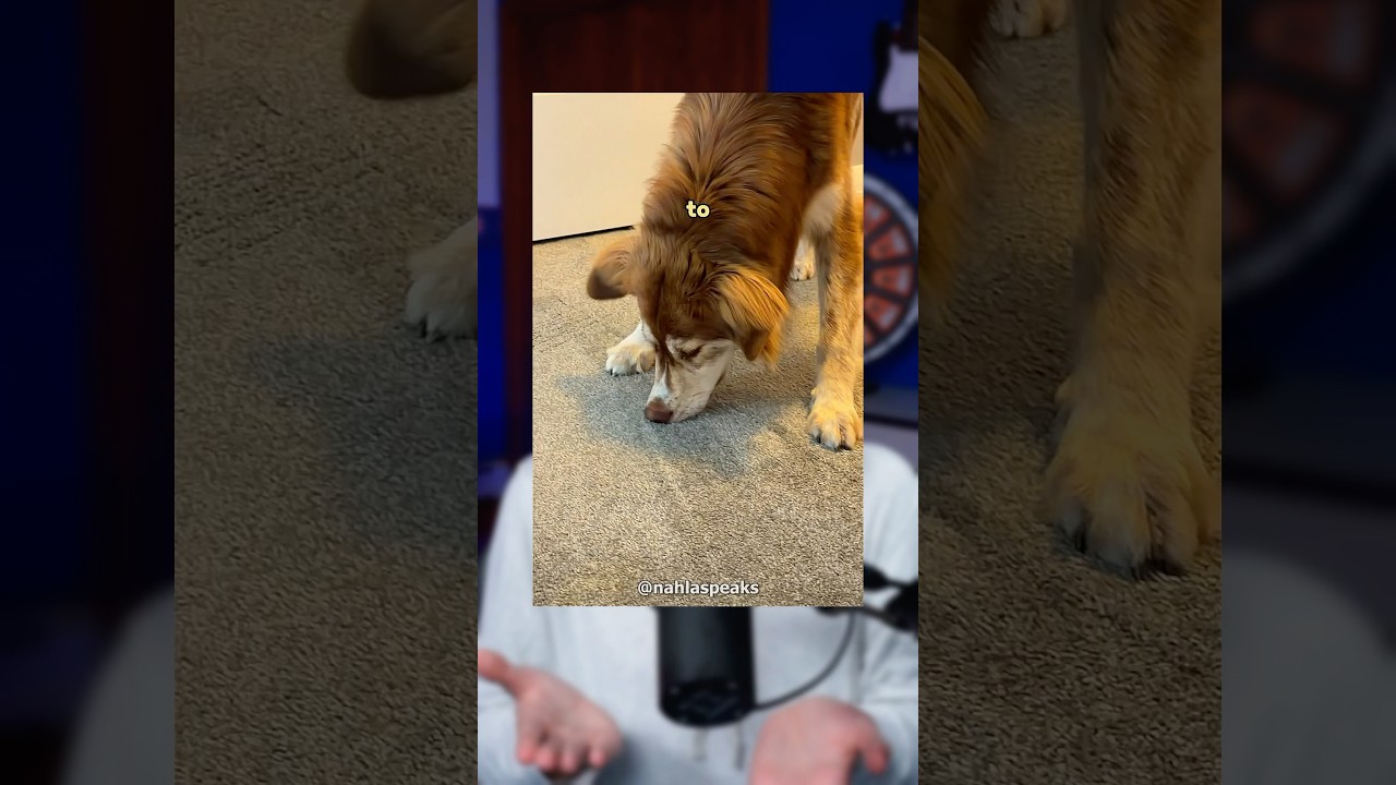 Her Dog Smelled Something Under The Carpet 👀 - Published by Mappelz