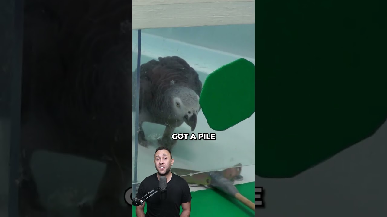 These parrots look after each other! - Published by Ron Wright