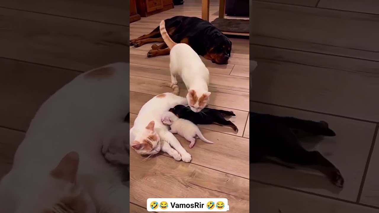 Gente quem fez filhos tem criar não tem essa coisa fez filho pra deixar pro outros criar pra você.