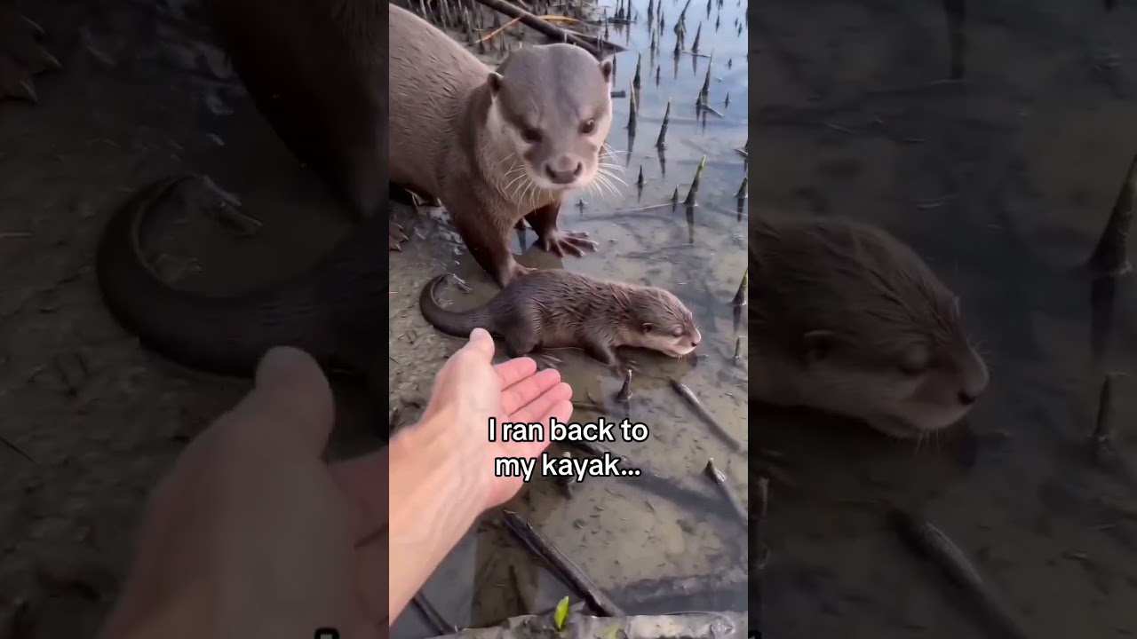 Should I keep coming back to visit? #wholesome #animals