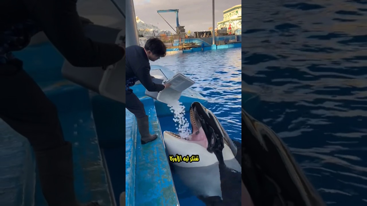ليه الأوركا بتاكل التلج؟!