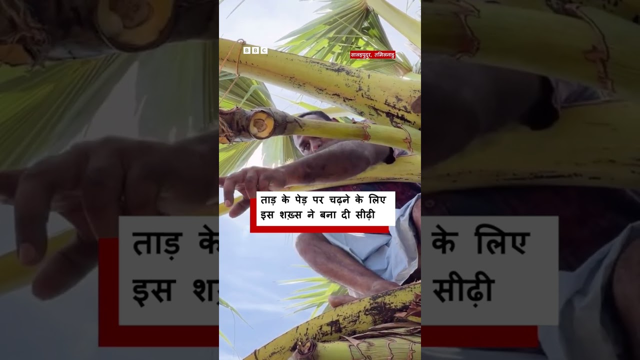 Tamil Nadu में ताड़ के पेड़ पर आसानी से चढ़ने के लिए इस शख्स ने बना दी सीढ़ी (BBC Hindi)