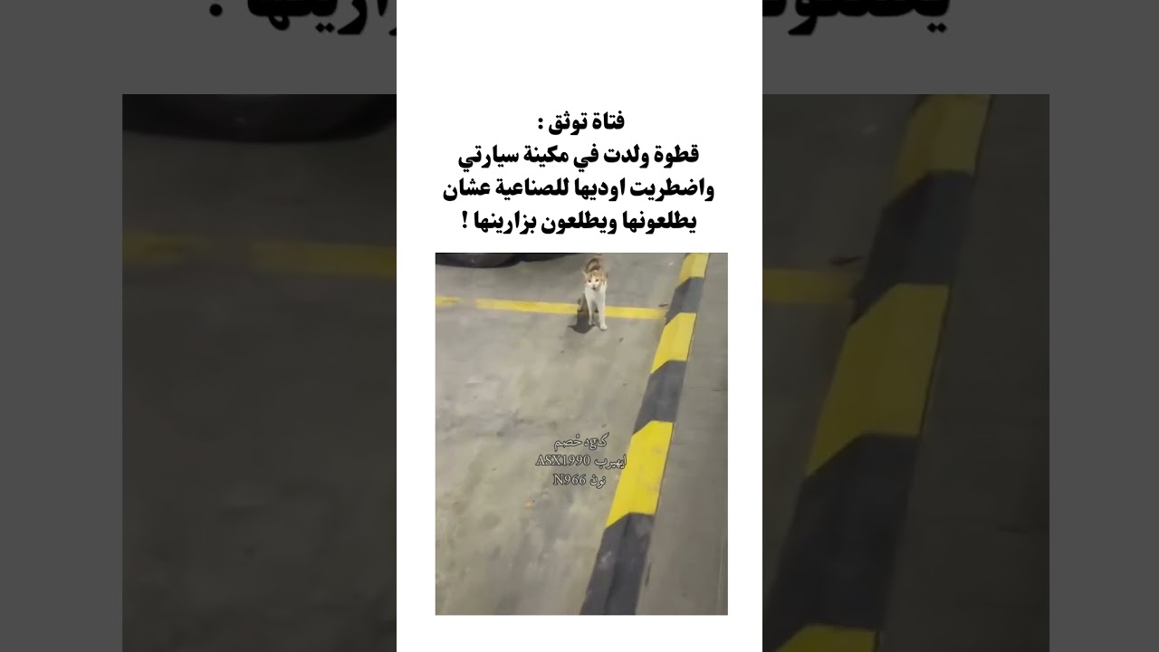 فتاة توثق :قطوة ولدت في مكينة سيارتي واضطريت اوديها للصناعية عشان يطلعونها ويطلعون بزارينها 😰!