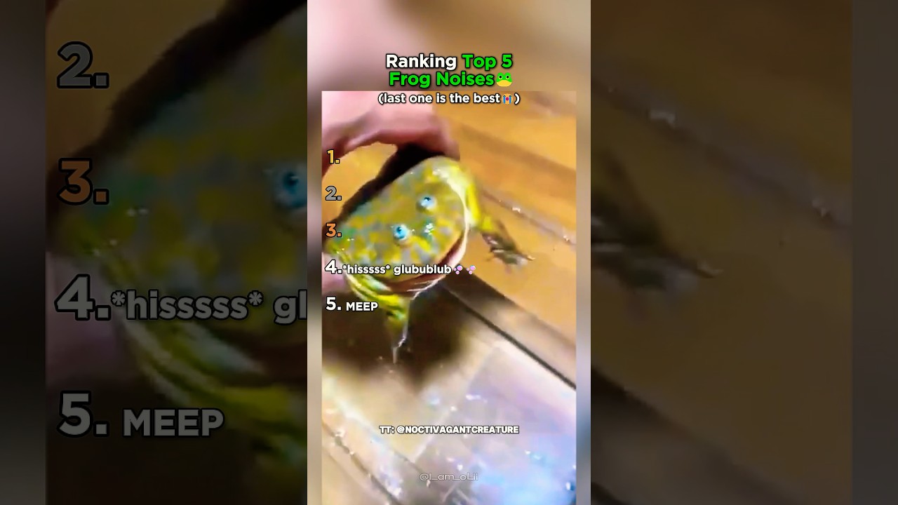 Ranking Top 5 Frog Noises That Made You LOL! - Published by oLii