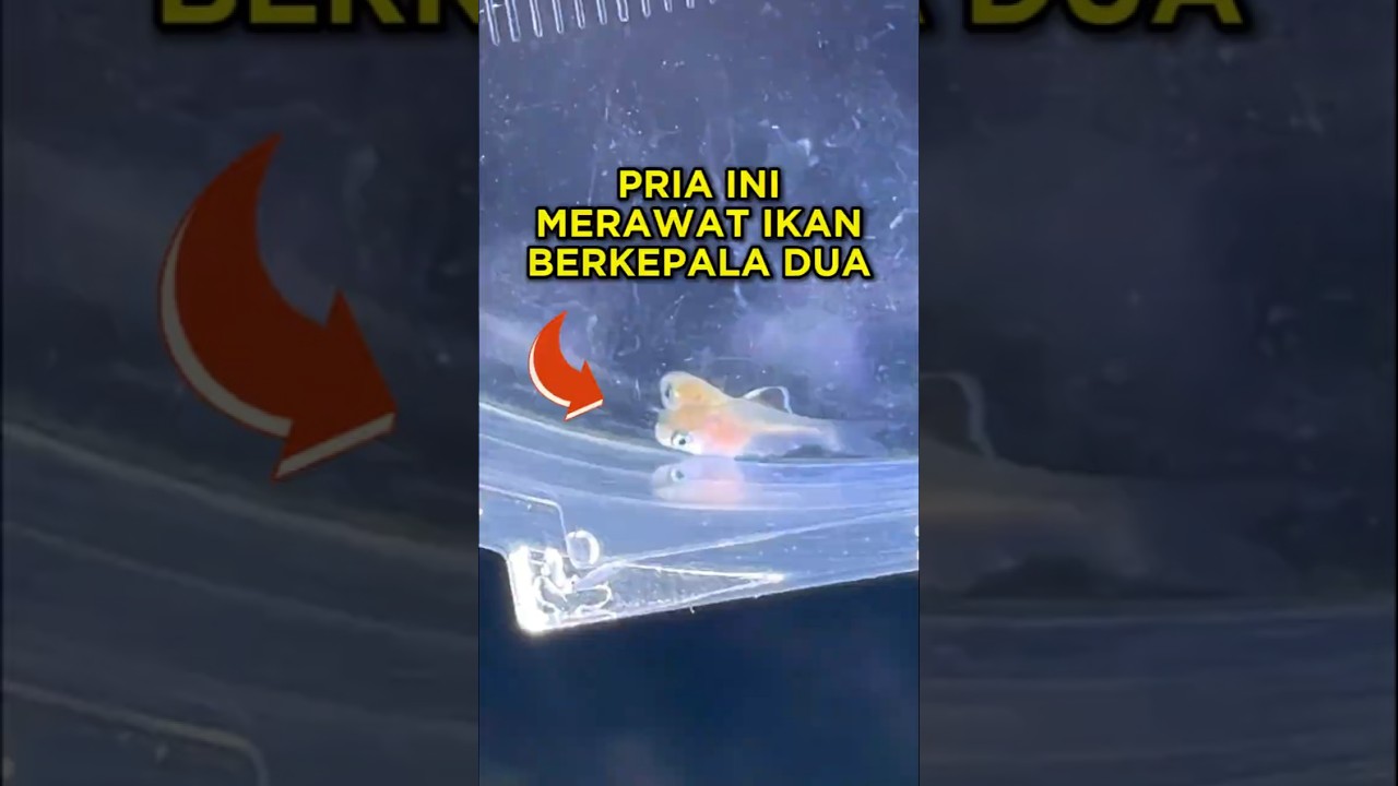 Pria Ini Memelihara Ikan Berkepala Dua 🐟😯 #shorts #ikan