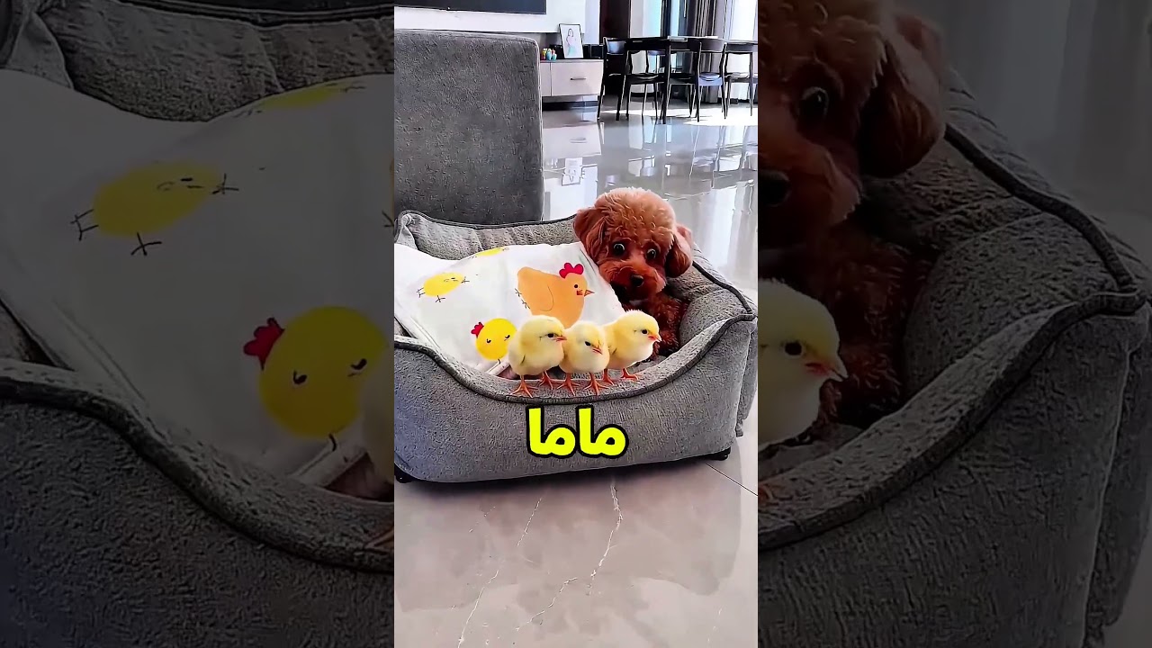 جيمي اتورّط مع أبو الفنان 😂🐶
