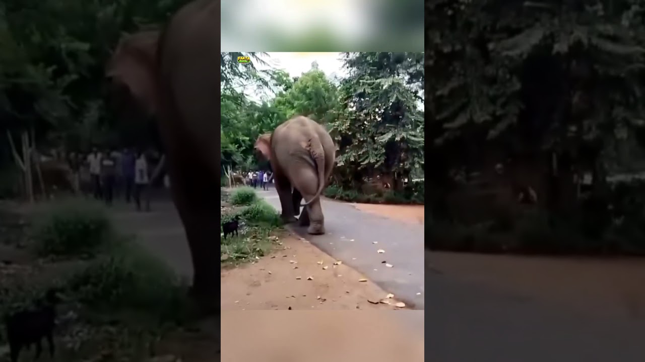 Hewan-hewan paling sial yang terekam kamera #shorts