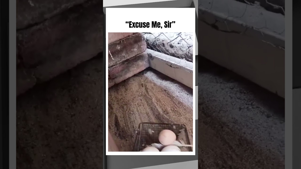 Bro Caught in 4K #memes #funny #shorts