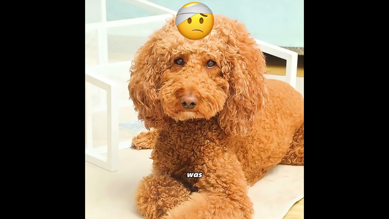 What is the normal relationship like between your pets? #pets #cute #funny #shorts