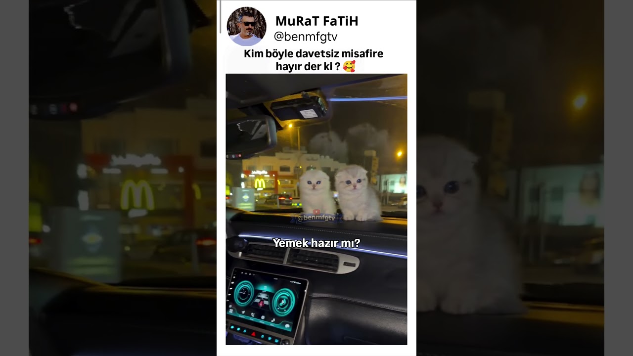 Davetsiz misafir kediler