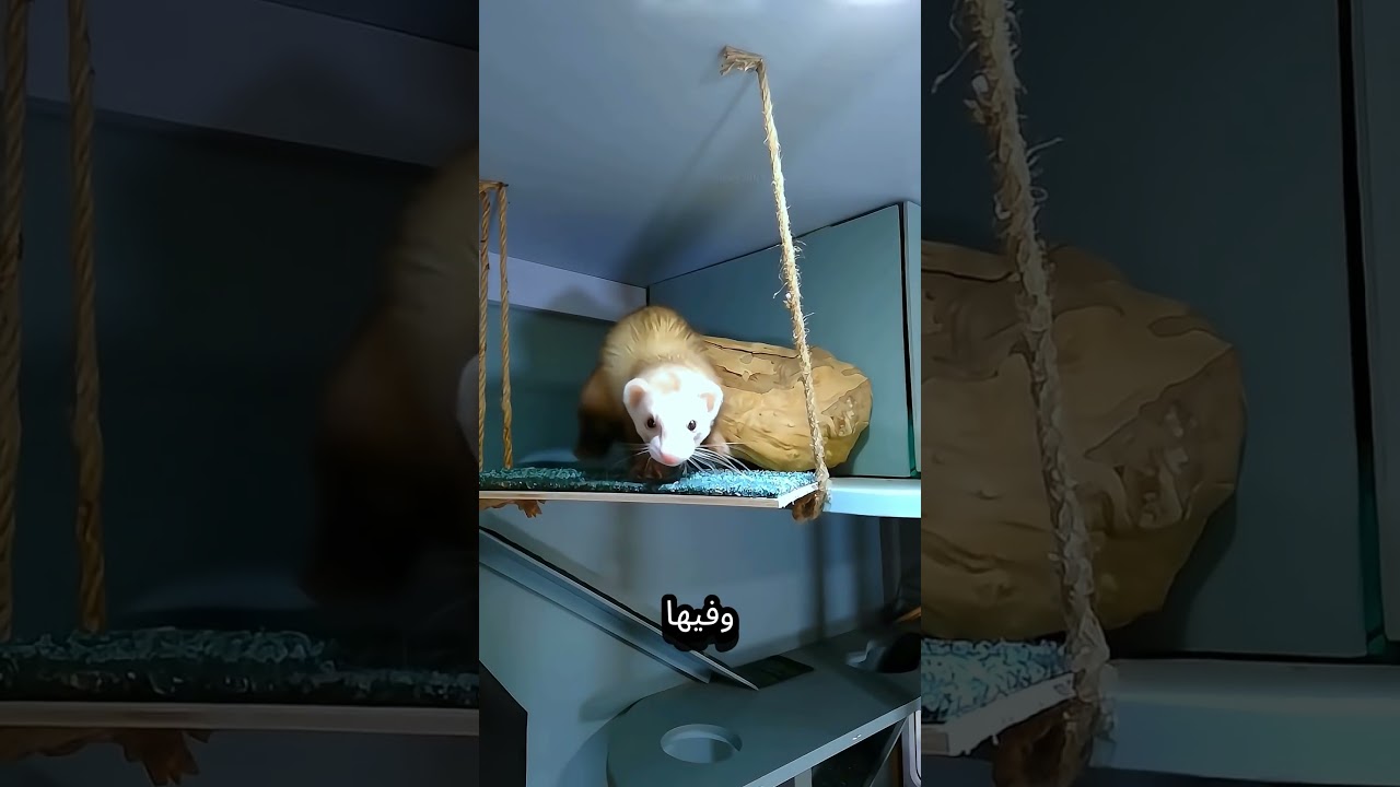 الفارة الكيوت عايزاه يشوف حاجة! 🥺#shorts #funny #reels