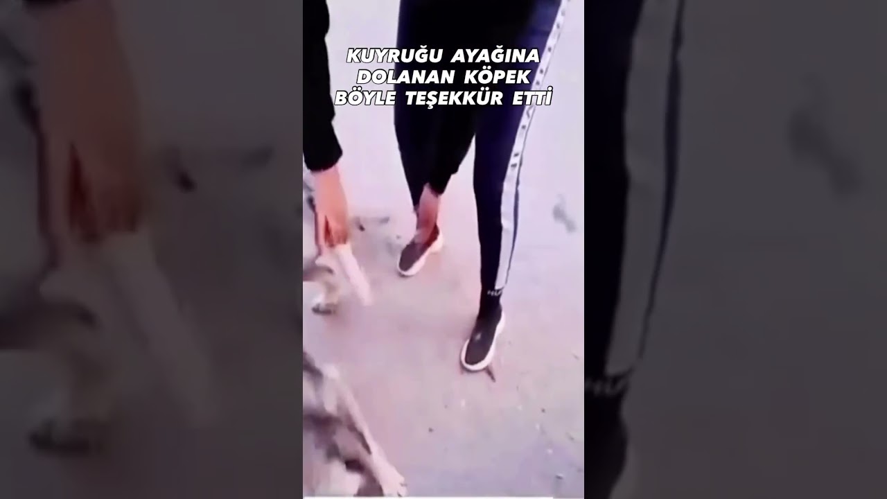 KUYRUĞU AYAĞINA DOLANAN KÖPEK KURTARICISINA BÖYLE TEŞEKKÜR ETTİ