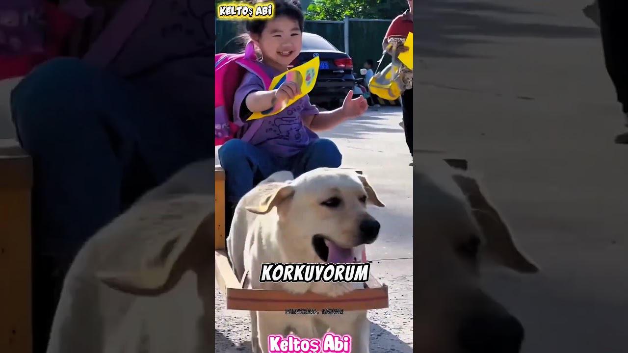 Bu Köpeğin Yaptığına İnanamayacaksınız! 🐶😱