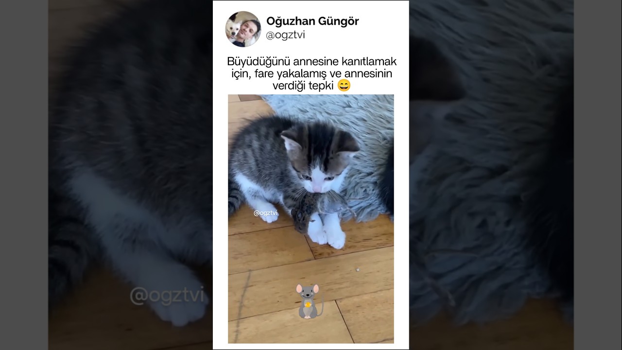 Büyüdüğünü annesine kanıtlamaya çalışan yavru kedi