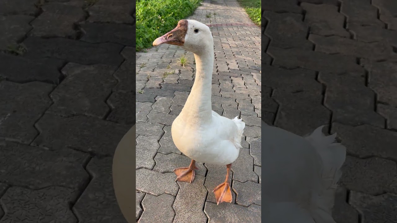 ഈ മറിയാമ്മേനെ കൊണ്ട് അമ്മയ്ക്ക് അന്ന് അനങ്ങാൻ പറ്റാത്ത അവസ്ഥ. ..