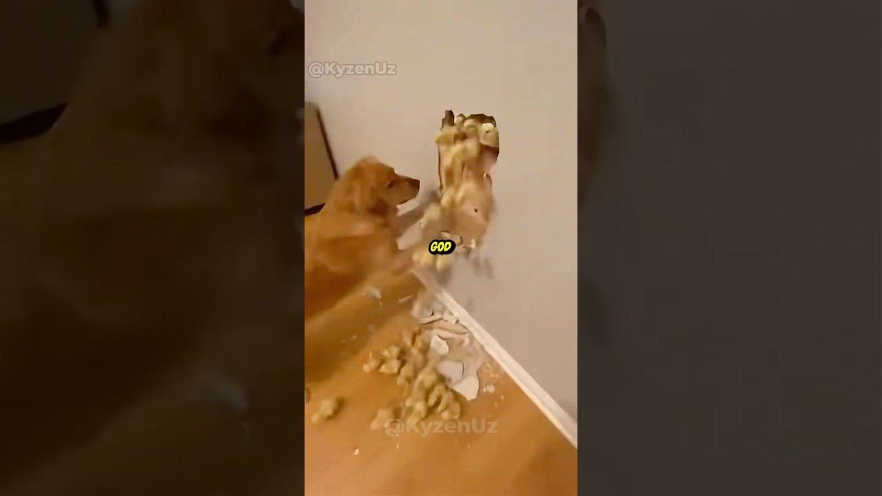 She Threw the Chicks into House Concrete - Rescue Mission 🐕🐥