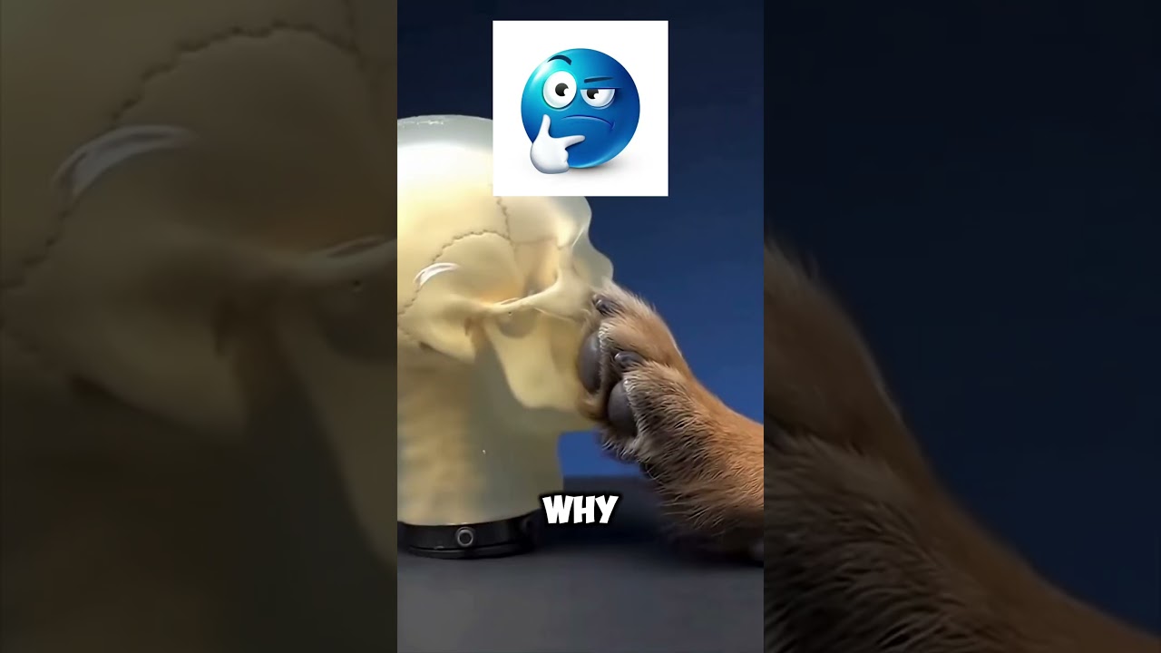 Which animal cause the most damage #shorts