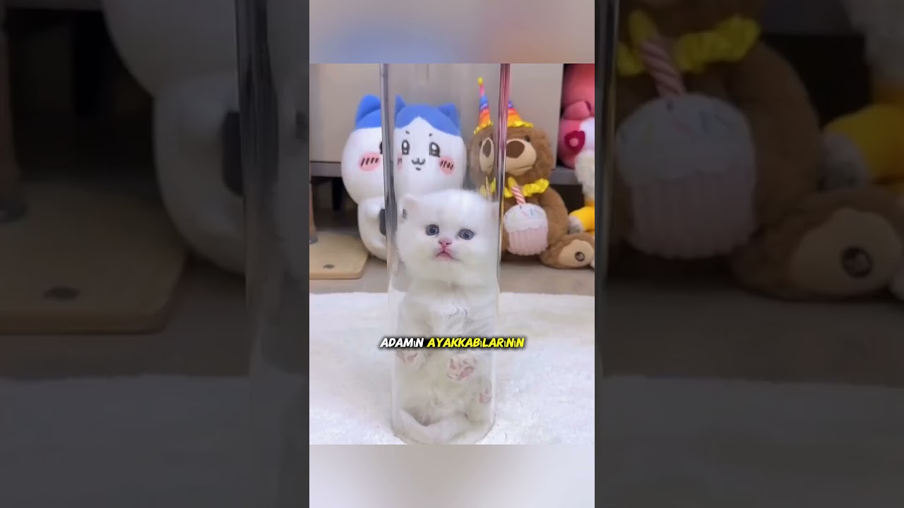 The Cat Who Finally Learned to Cuddle 🐱😂