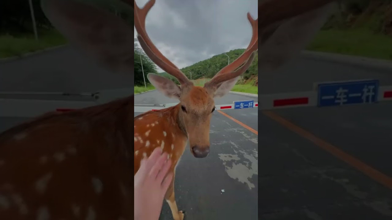 Wildlife Animal Transformation! #animals #animallife #shorts