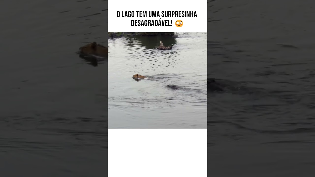 ELE NÃO VIU O QUE ESTAVA NA ÁGUA... O DESTINO DO SIMBA!? 😱🦁