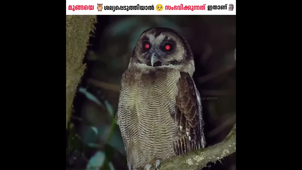മൂങ്ങയെ 🦉 ശല്യപ്പെടുത്തിയാൽ സംഭവിക്കുന്നത് ഇതാണ് 🗿| #shorts #viral