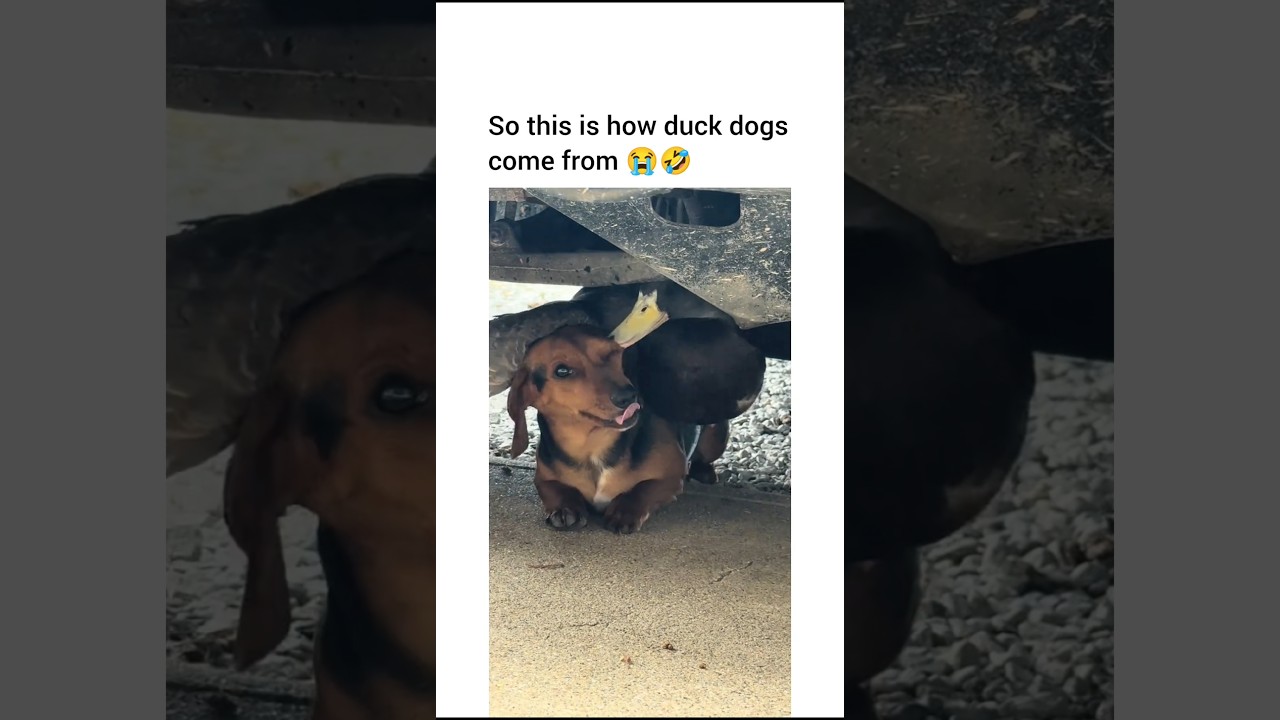 Thought that was a platypus at first