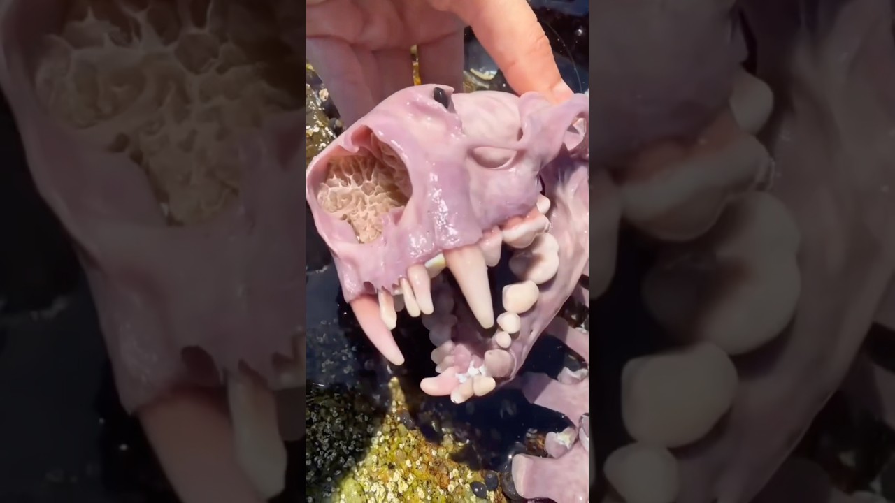 Why Are These Bones Pink?! #goodtoknow #vet #medicine #funfacts #lifehacks #seaotter #survival #hack
