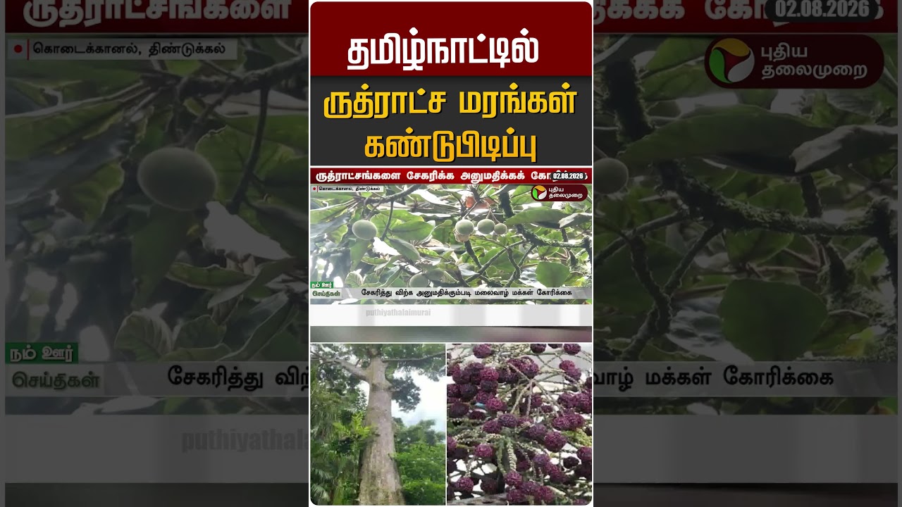 தமிழ்நாட்டில் ருத்ராட்ச மரங்கள் கண்டுபிடிப்பு #shorts