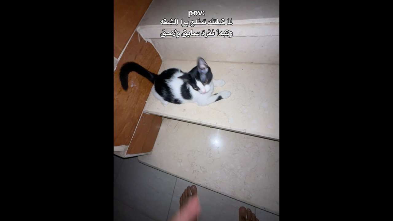 لحظة هروب القط بتاعك برا البيت😂 مفيش حد محصلهوش الموقف دا، احكيلي عملت ايه لما حصل معاك 😂😂😂